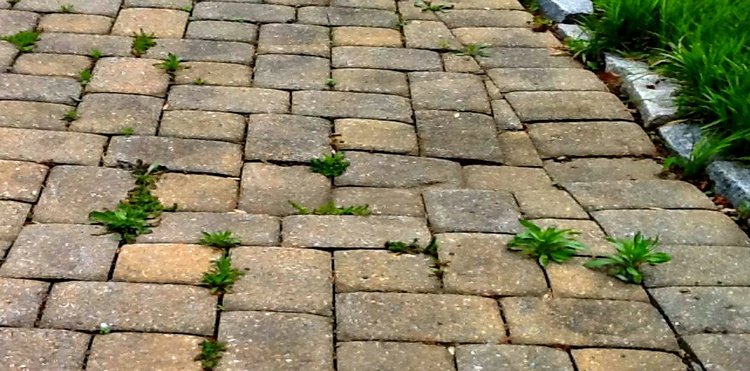  Pavers Elegant Pavers Repair  us